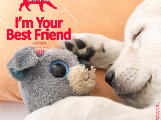  Discover the Best Pet Day Care Near Me for Your Furry Friends