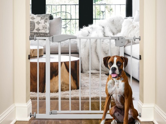 Invisible Fence for Small Dogs: The Ultimate Guide to Keeping Your Pooch Secure and Happy