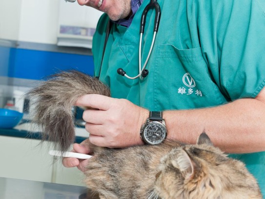  Discovering the Best Pet Care Services in Setauket: A Comprehensive Guide to Pet ER Setauket