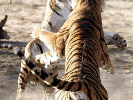 ## The Allure of Keeping Tigers as Pets: A Comprehensive Guide