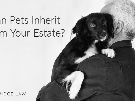  "How to Choose the Right Lawyer for Your Pet: A Comprehensive Guide to Legal Representation in Pet Custody Cases"