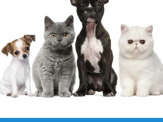  Discover the Best Pet Supplies Plus Sarasota East: Your Ultimate Destination for Pet Care