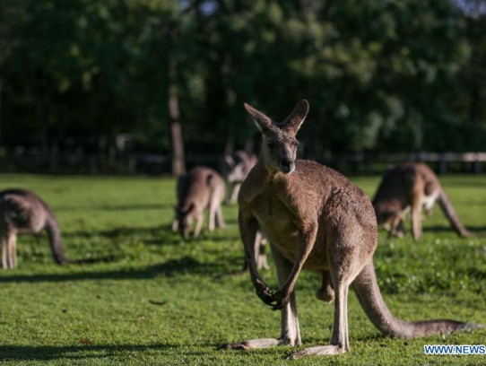 Can I Have a Kangaroo as a Pet: The Ultimate Guide to Owning a Unique Animal Friend